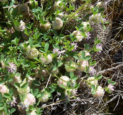 Trifolium tomentosum,
Filziger Klee,
trevo-tomentoso,
Trifoglio tomentoso,
trèfle cotonneux,
trébol de algodón,
woolly clover,
woolly-head clover