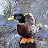 Mallard Duck