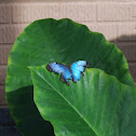 Morpho butterfly