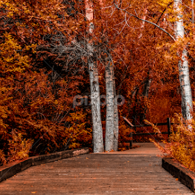 _MG_7518 by Michael Sinko - Landscapes Prairies, Meadows & Fields