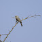 Flycatcher - African Grey Flycatcher
