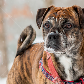Samson by Dave Martin - Animals - Dogs Portraits