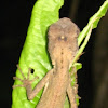Roux's forest lizard
