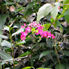 Coral Vine