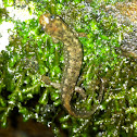 Ouachita Dusky Salamander (juvenile)