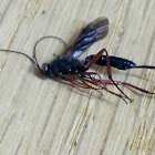 Giant Ichneumon Wasp