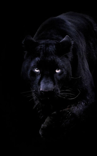 Black Panther 3d Live Wallpaper Image Num 19