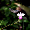 Dark Blue Tiger Butterfly