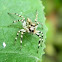 jumping spider