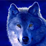 Cover Image of ดาวน์โหลด Wolf HD Wallpaper Live 1 APK