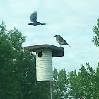 Eastern Bluebird