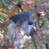 Red-tailed Hawk