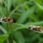 Tubeworm moth