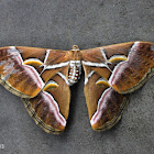 Wild Eri Silk Moth