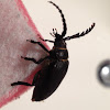 The sawyer - longhorn beetle