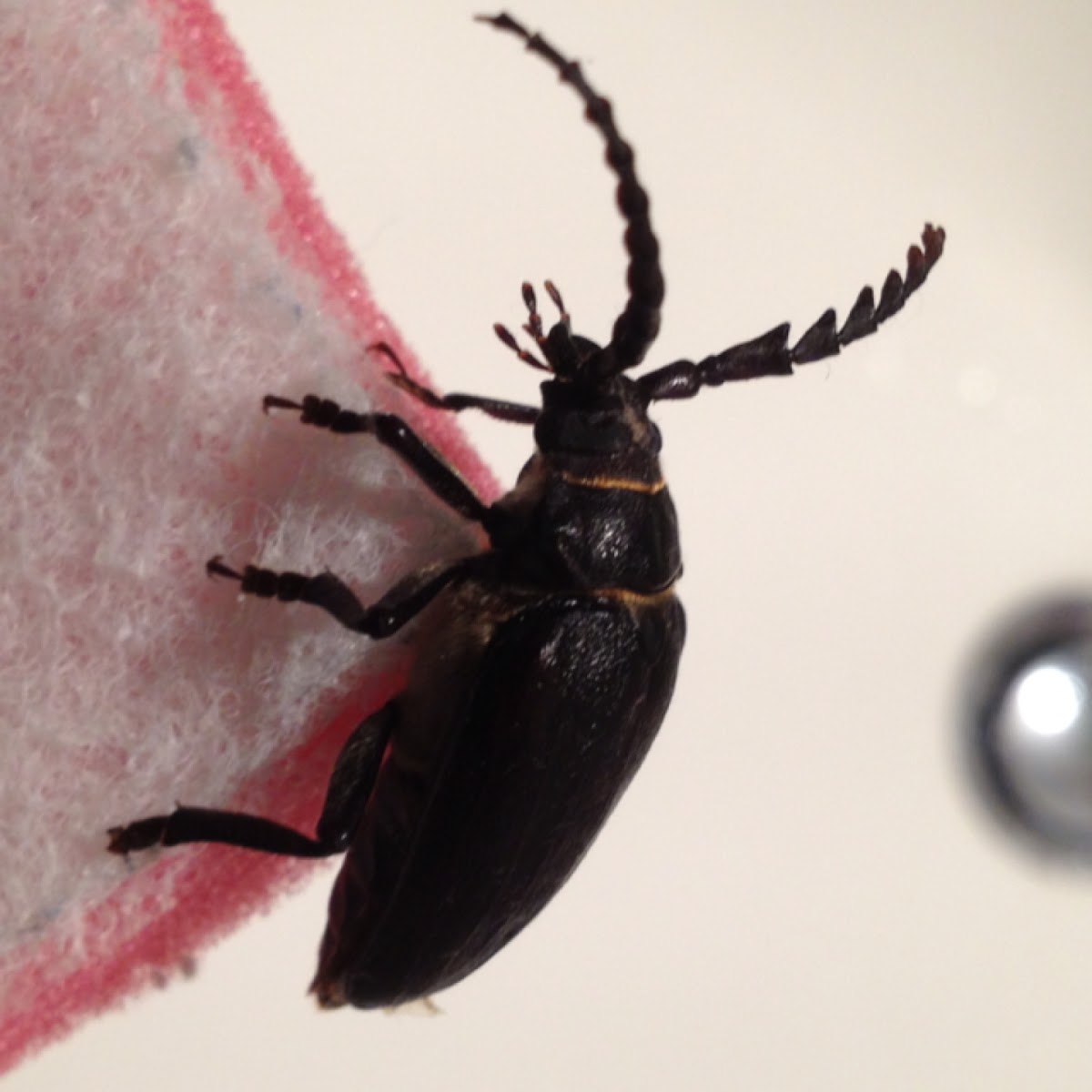 The sawyer - longhorn beetle