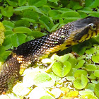 Broad-banded Water Snake