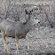 (Male) Mule Deer