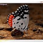 Red Pierrot Butterfly