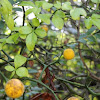 Trifoliate Orange