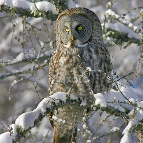 Great Gray Owl in Snow by Terry Sohl - Animals Birds