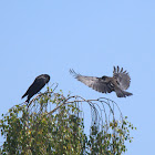 Carrion crow