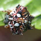 Double Spotted Spiny Spider