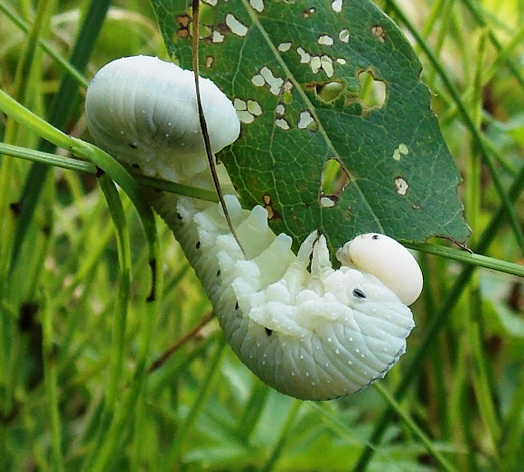 Elm Sawfly larva Caterpillar Project Noah