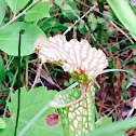 White Pitcher Plant / Swamp Lilly