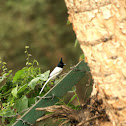 The Asian paradise fly catcher