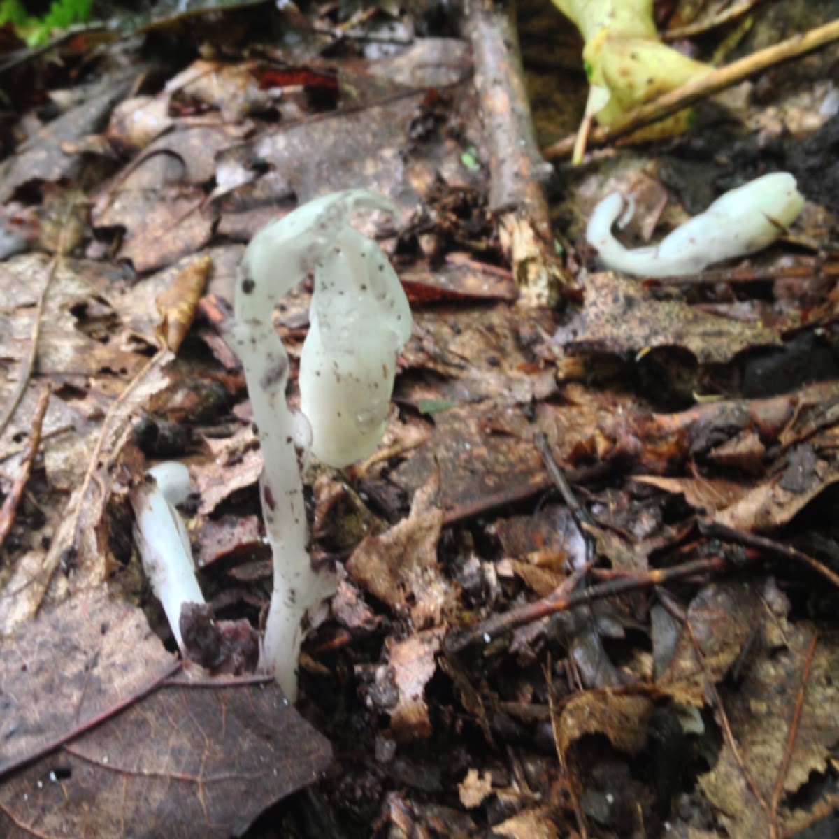 Indian Pipe/ Corpse Plant