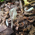Indian Pipe/ Corpse Plant