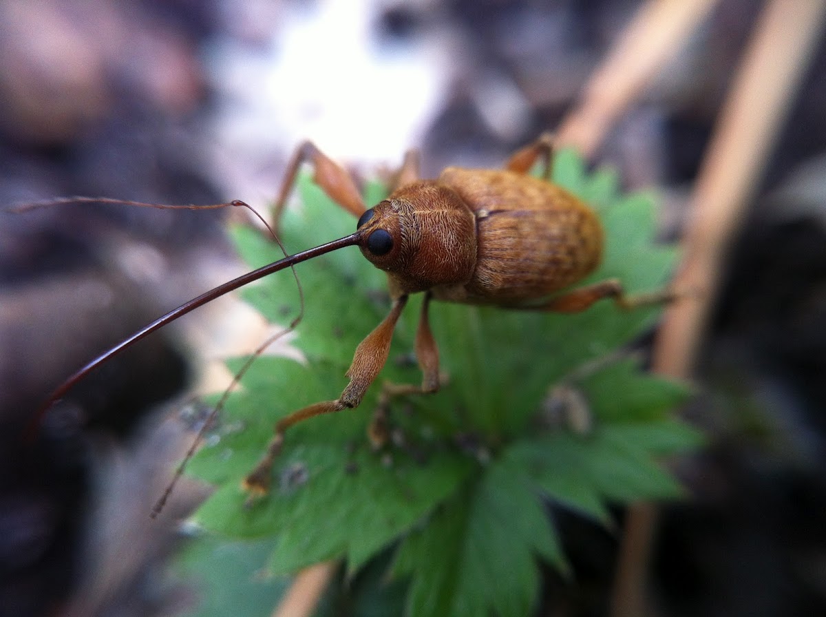 Acorn weevil