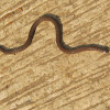 Philippine Dwarf Snake
