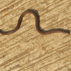 Philippine Dwarf Snake