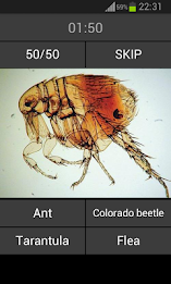 Guess the insect poster 4