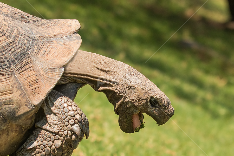 Angry Tortoise by Max Möhr - Animals Reptiles