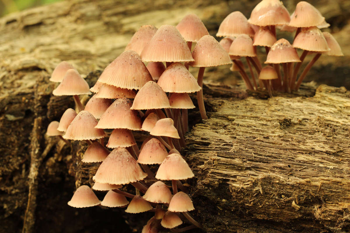 Mycena mushrooms