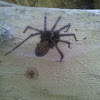Common house spider