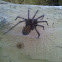 Common house spider