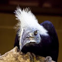 White Crowned Hornbill