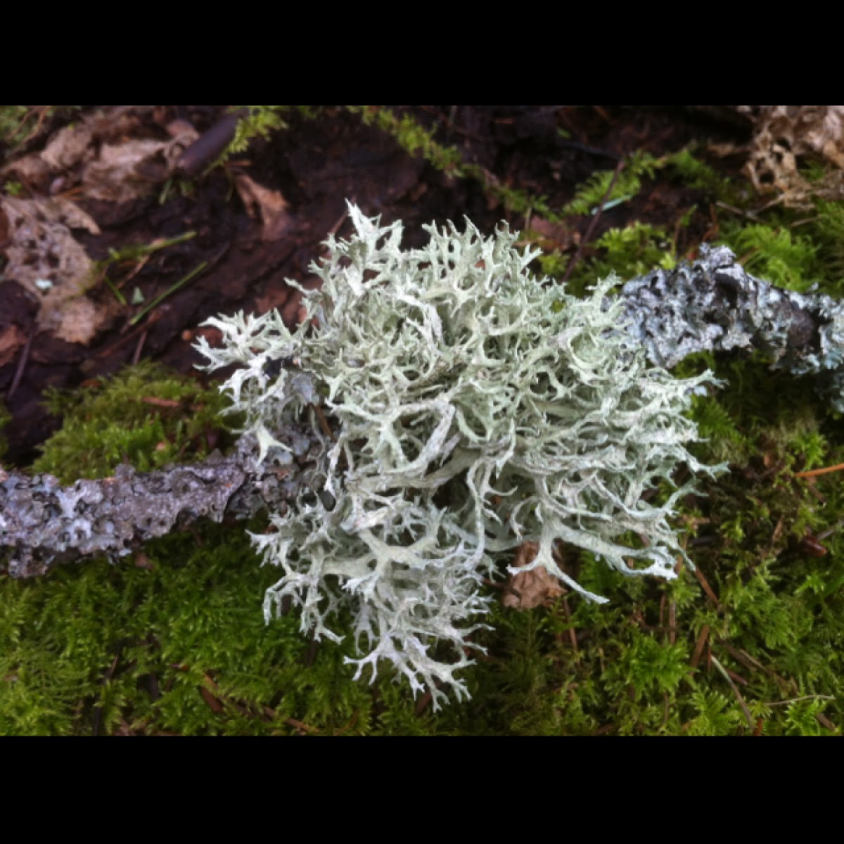 Stag horn lichen