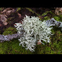 Stag horn lichen
