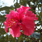 Hibiscus pink double