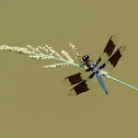 Common Whitetail Dragonfly (male)