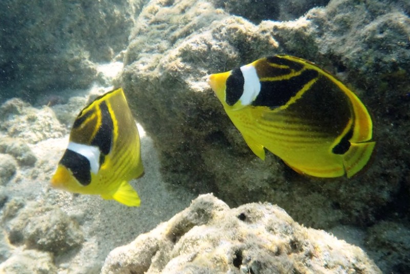 Raccoon Butterflyfish