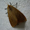 Brown Tiger Moth