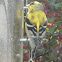 American Goldfinch (molts)