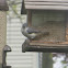 Tufted Titmouse