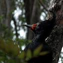 Magellanic woodpecker (female)